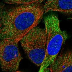 FHOD1 Antibody, Novus Biologicals 0.1mL; Unlabeled:Antibodies, Polyclonal